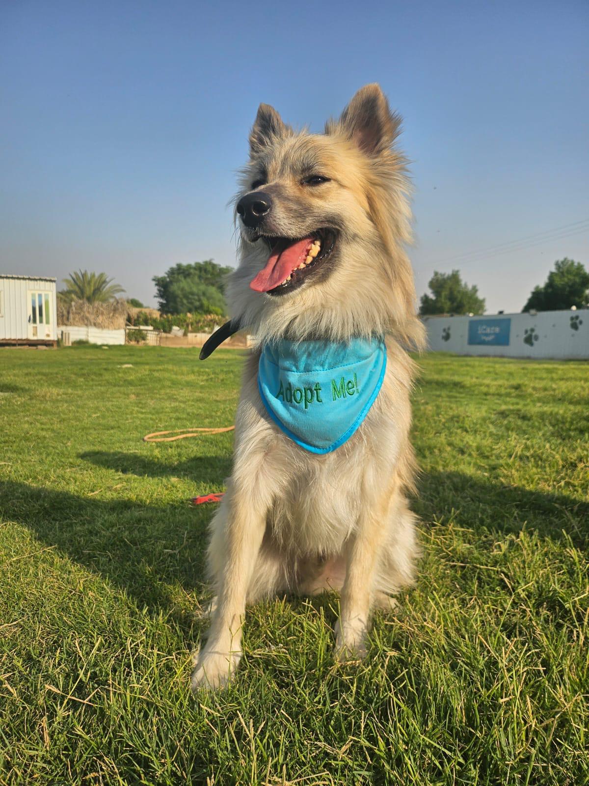 Zoori, an adoptable Pomeranian, Spitz in New York, NY, 10004 | Photo Image 2