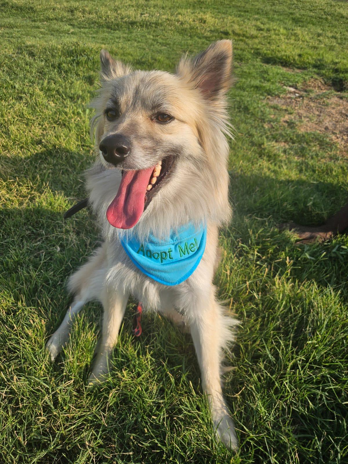 Zoori, an adoptable Pomeranian, Spitz in New York, NY, 10004 | Photo Image 4