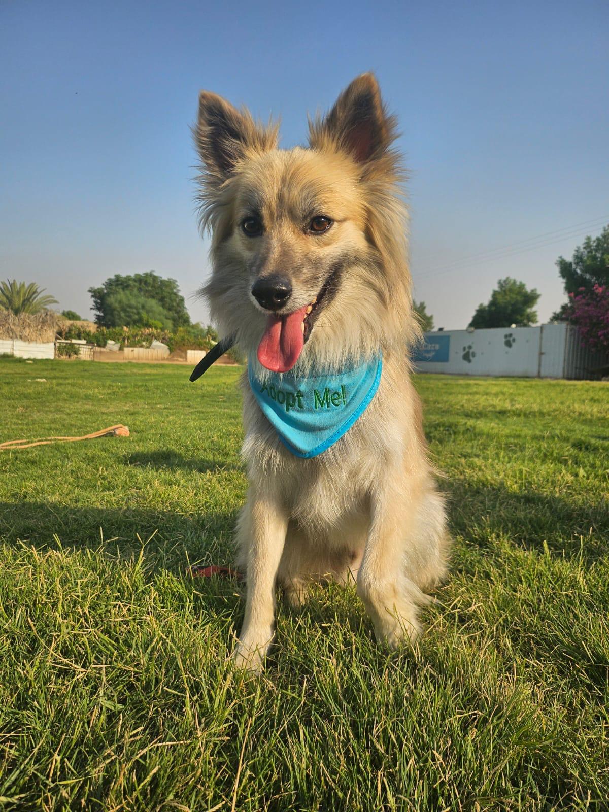 Zoori, an adoptable Pomeranian, Spitz in New York, NY, 10004 | Photo Image 1