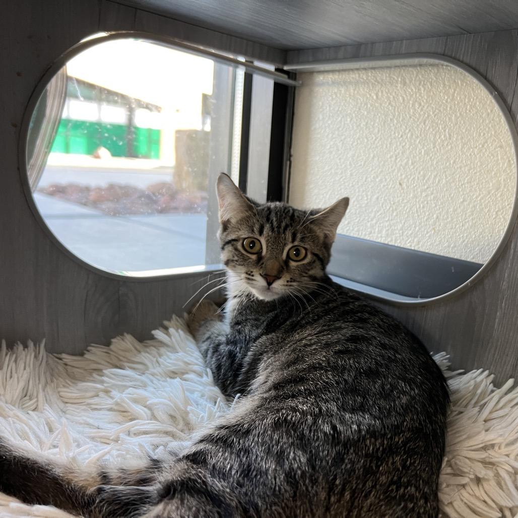 Enlarge Katrina, a Adoptable Domestic Short Hair in Las Vegas, NV image 1/1