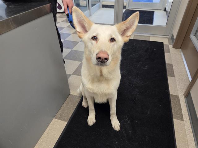 Enlarge MR POP, a Adoptable German Shepherd Dog in Toronto, ON image 1/1