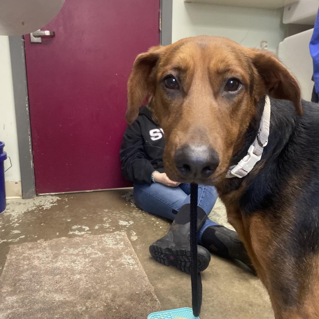 Purple, Adoptable, Young Female Doberman Pinscher & Shepherd.