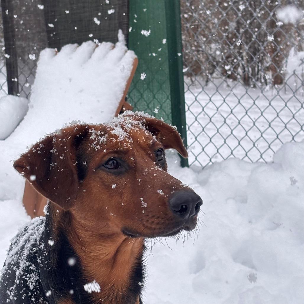 Enlarge Purple, a Adoptable mixed breed in Canastota, NY image 2/3