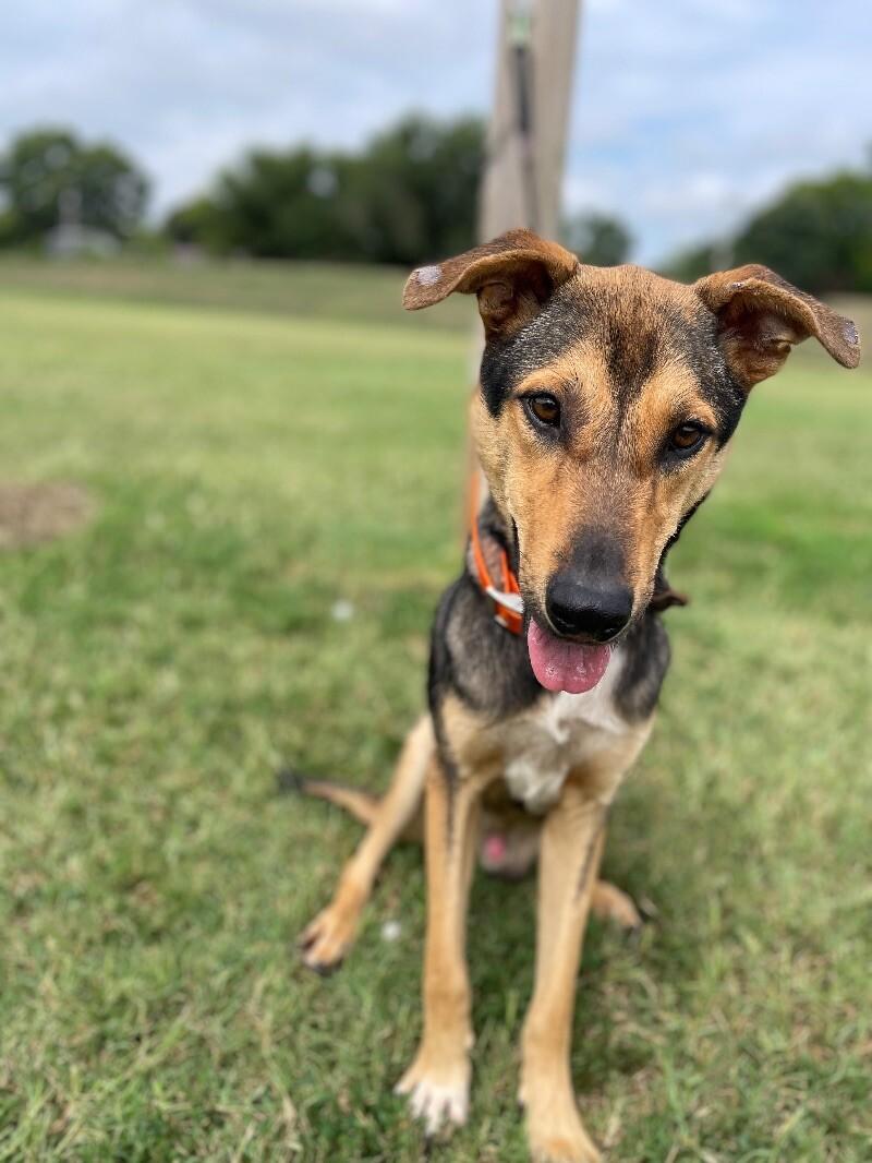 Loki, Adoptable, Young Male Shepherd.