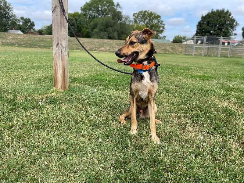 Loki, a Adoptable Shepherd in Maryville, TN image 2/5