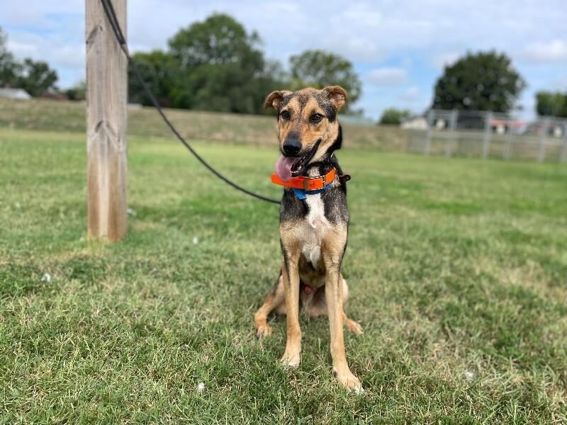 Loki, a Adoptable Shepherd in Maryville, TN image 3/5