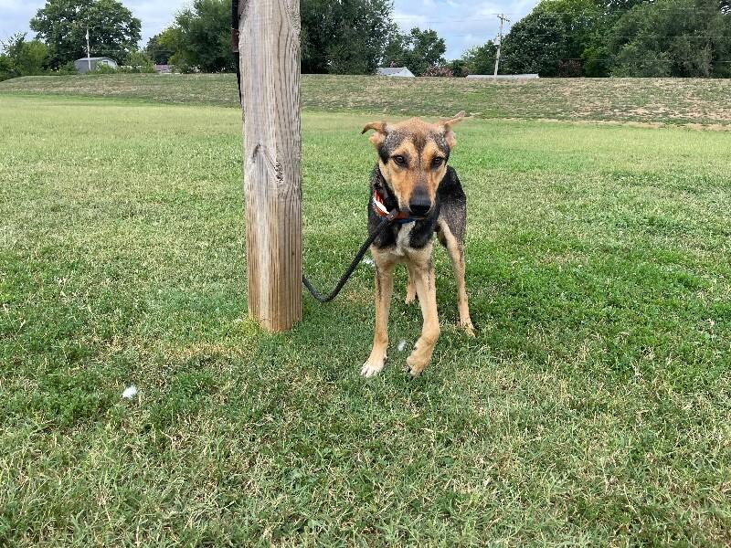 Loki, a Adoptable Shepherd in Maryville, TN image 4/5