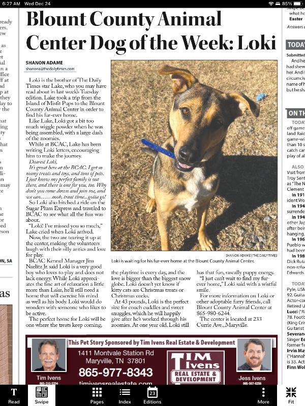 Enlarge Loki, a Adoptable Shepherd in Maryville, TN image 4/6