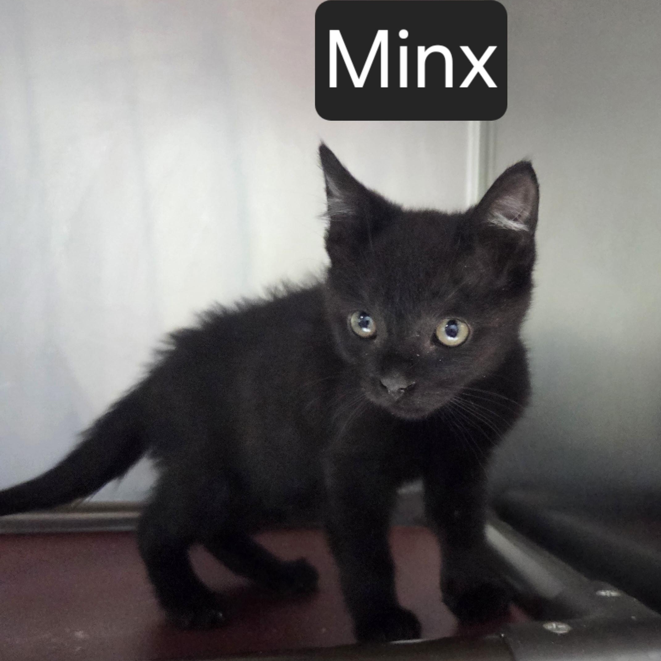 Enlarge Minx, a Adopted Domestic Short Hair in SNOW HILL, NC image 1/1
