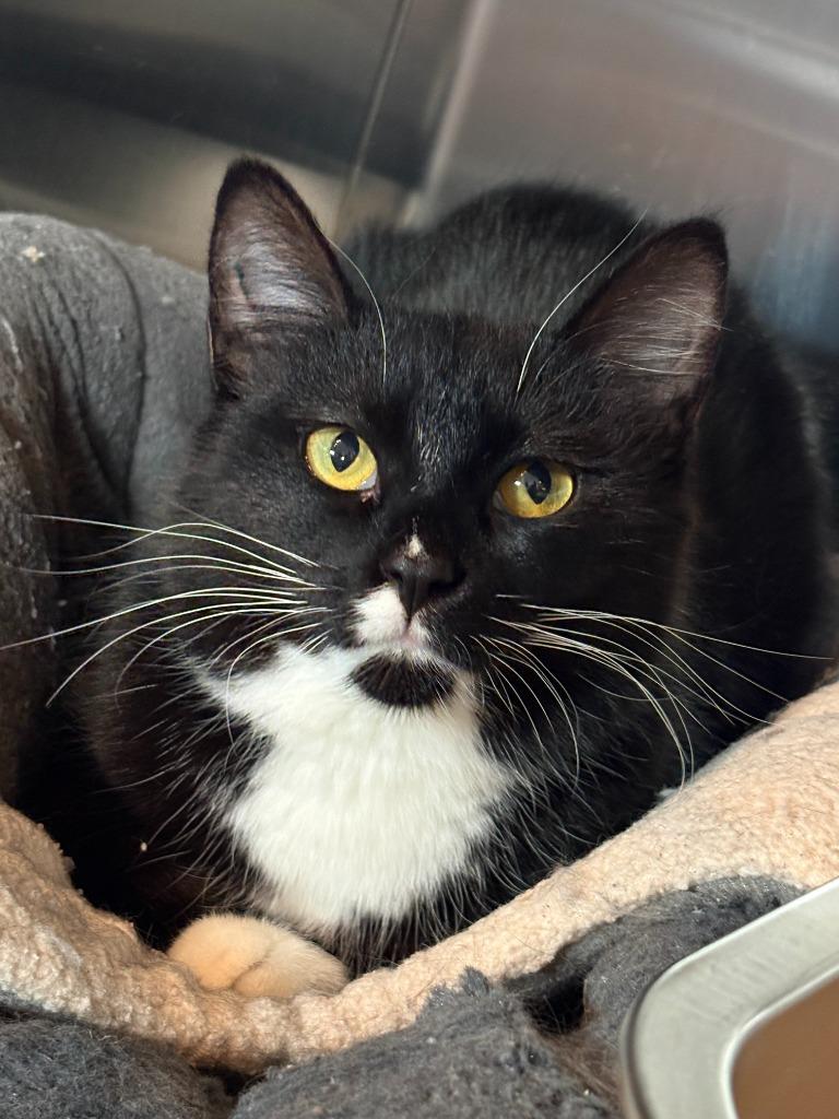 Poblano, Adoptable, Young Female Domestic Short Hair.