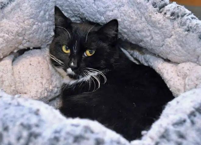 Poblano, a Adoptable mixed breed in Coupeville, WA image 2/2