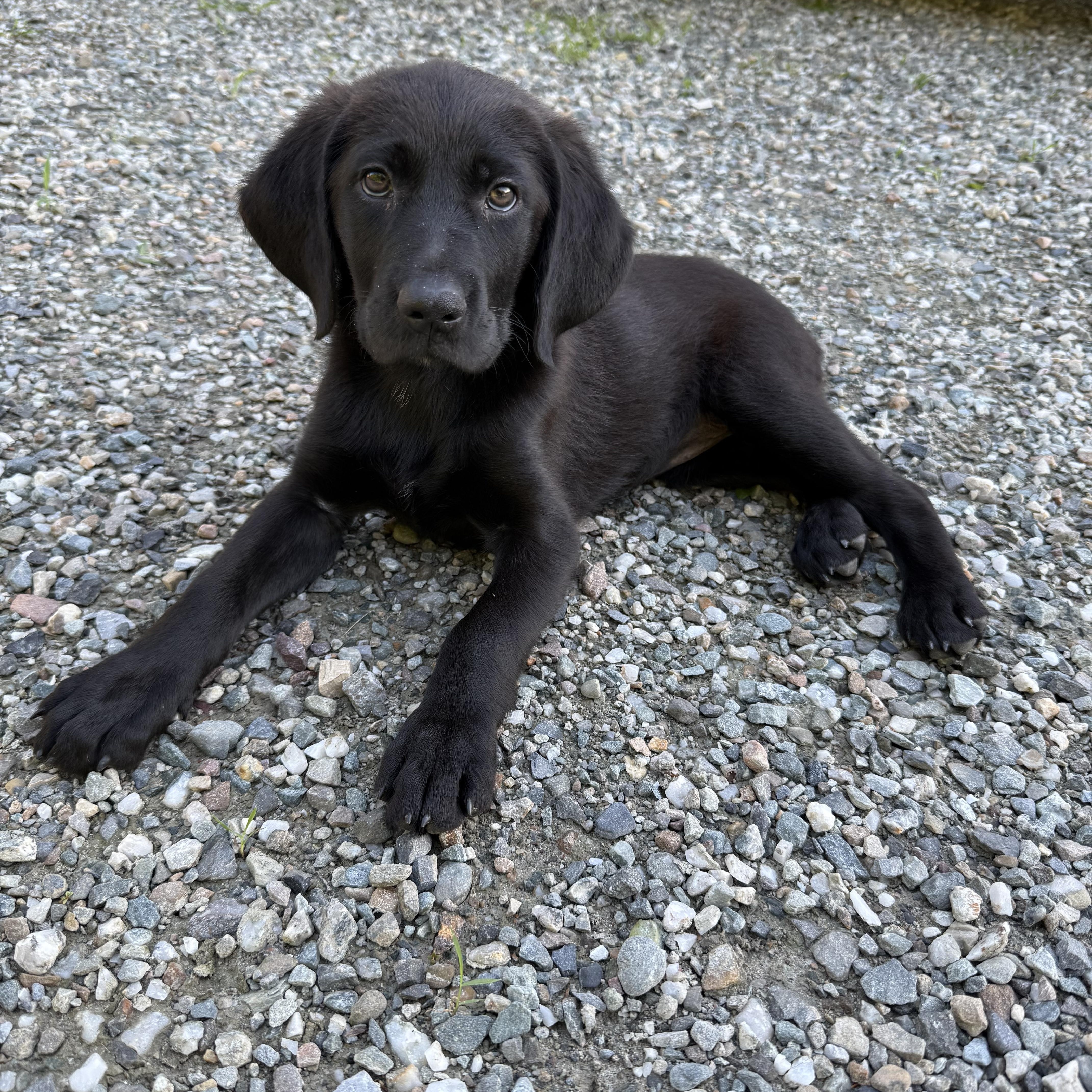 Enlarge Willow - PENDING ADOPTION, an adopted Labrador Retriever in Burlington, VT image 1/4