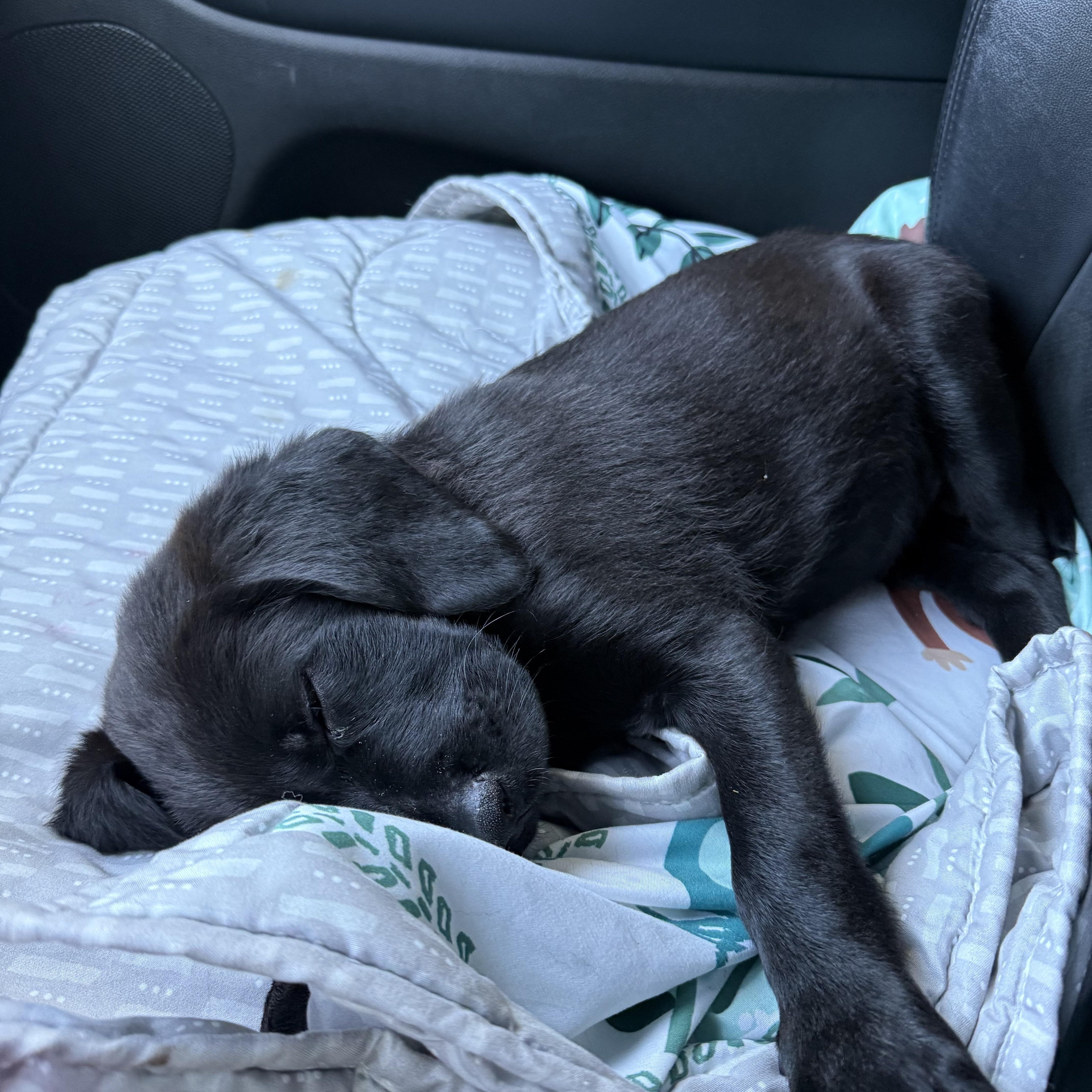 Enlarge Willow - PENDING ADOPTION, an adopted Labrador Retriever in Burlington, VT image 2/4