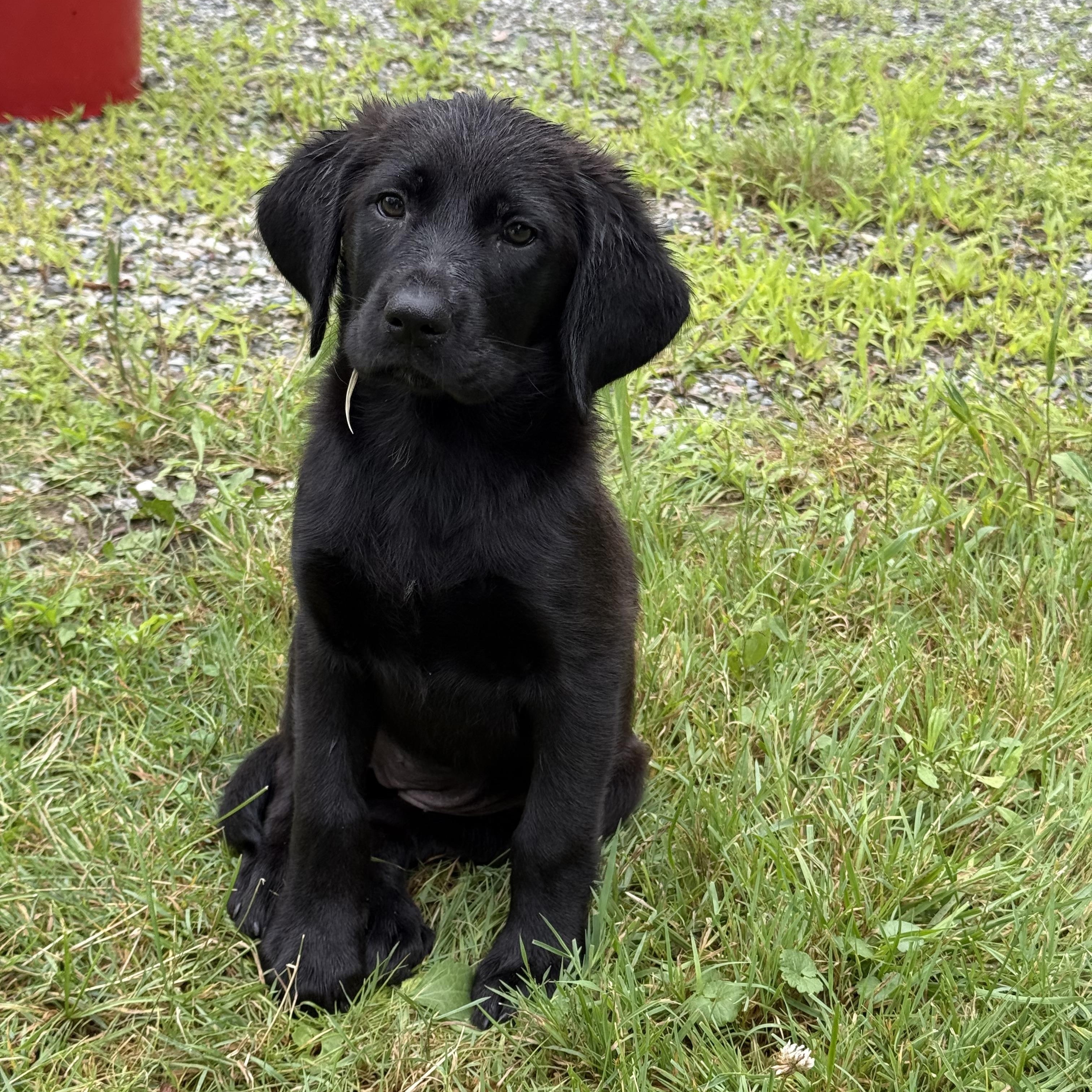 Enlarge Willow - PENDING ADOPTION, an adopted Labrador Retriever in Burlington, VT image 3/4