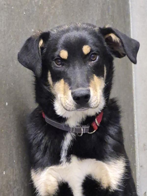 Chase, Adoptable, Young Male Border Collie.