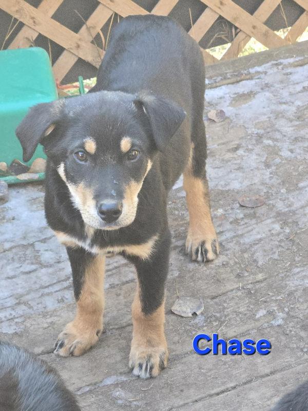 Enlarge Chase, a Adoptable mixed breed in Chilliwack, BC image 2/2
