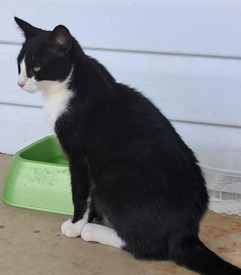 DALLAS, a ADOPTABLE Tuxedo in Sardinia, OH image 1/2