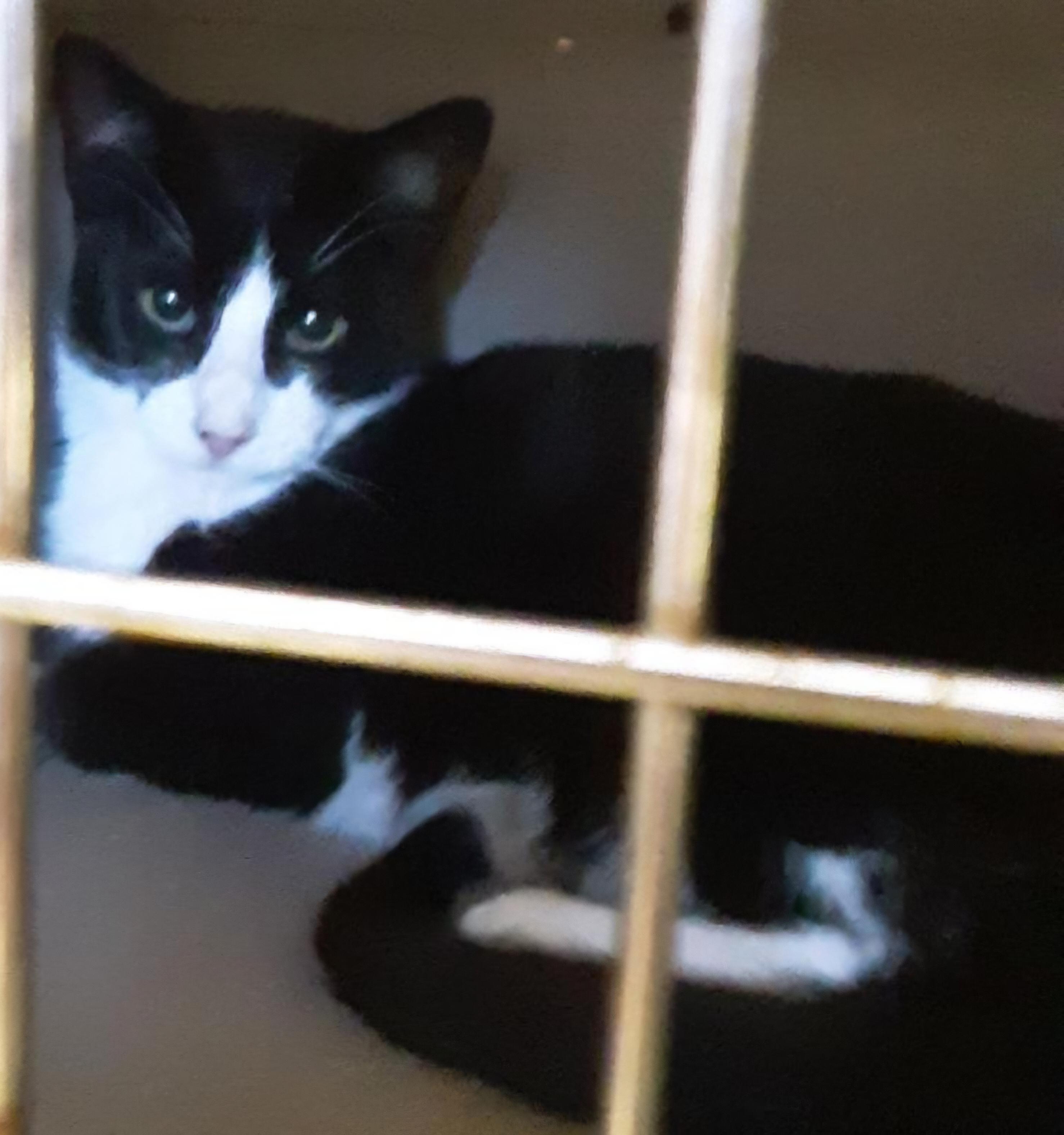 DALLAS, a ADOPTABLE Tuxedo in Sardinia, OH image 2/2