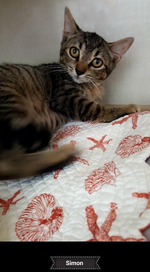 Simon, a Adoptable Domestic Short Hair in Key Largo, FL image 1/5