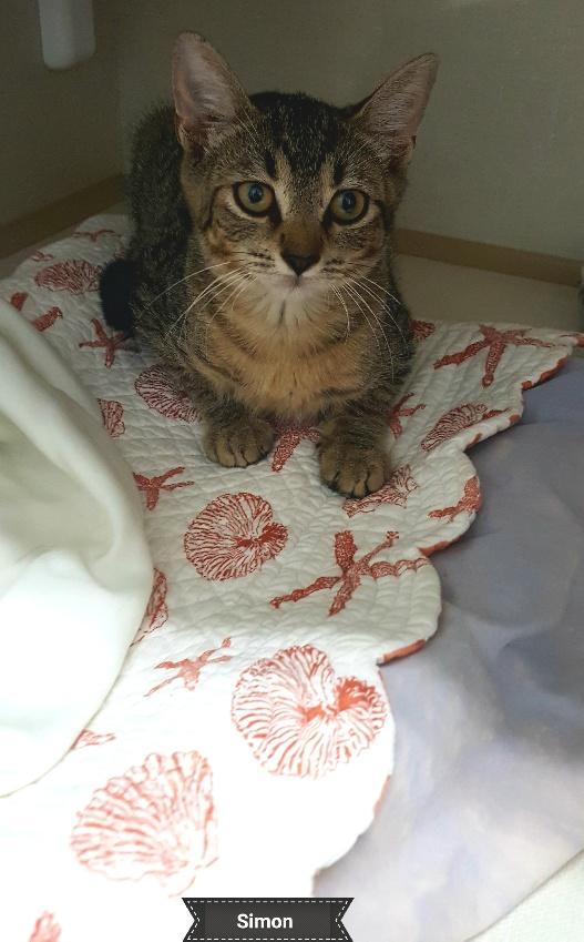 Simon, a Adoptable Domestic Short Hair in Key Largo, FL image 3/5