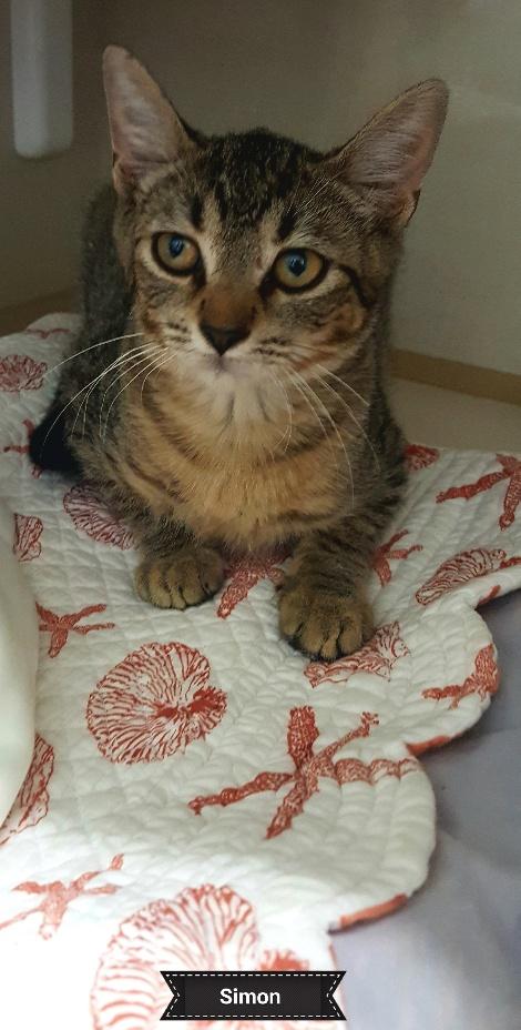 Simon, a Adoptable Domestic Short Hair in Key Largo, FL image 4/5