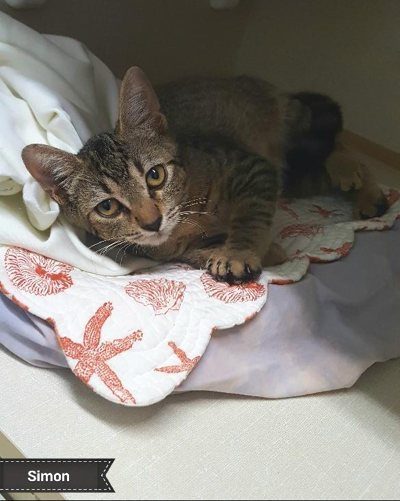 Simon, a Adoptable Domestic Short Hair in Key Largo, FL image 5/5