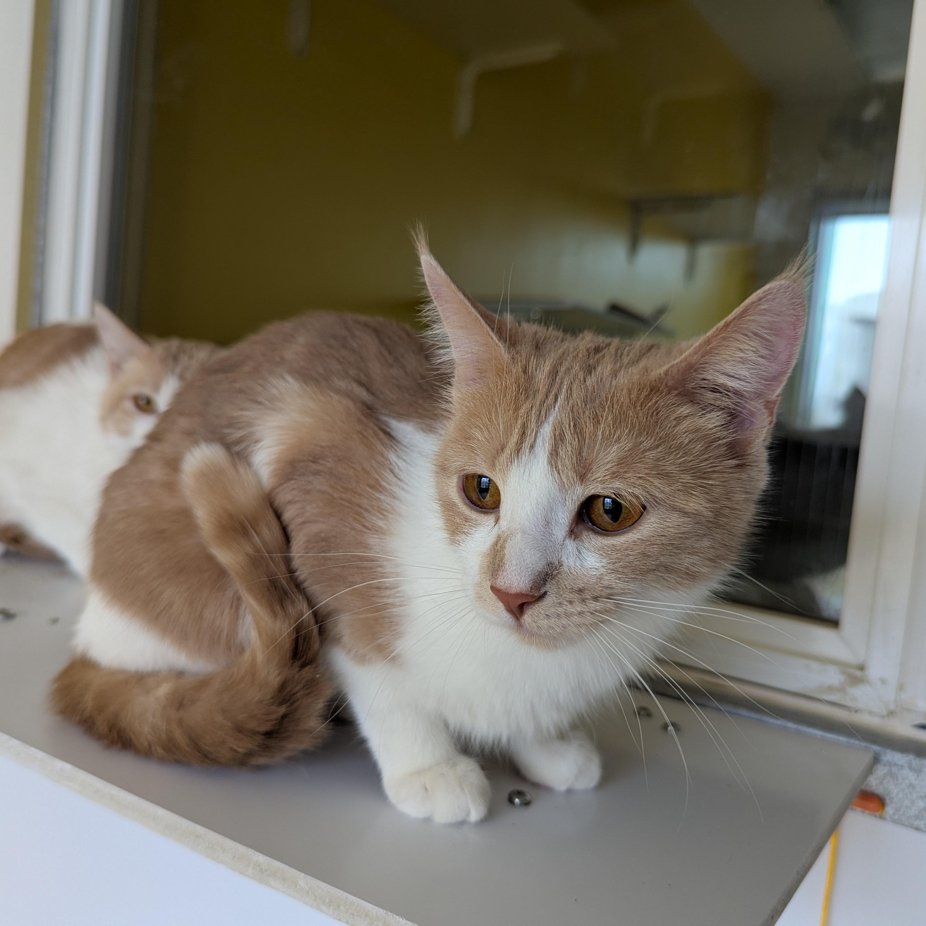 Enlarge Queso, a ADOPTABLE Domestic Short Hair in Morden, MB image 1/4
