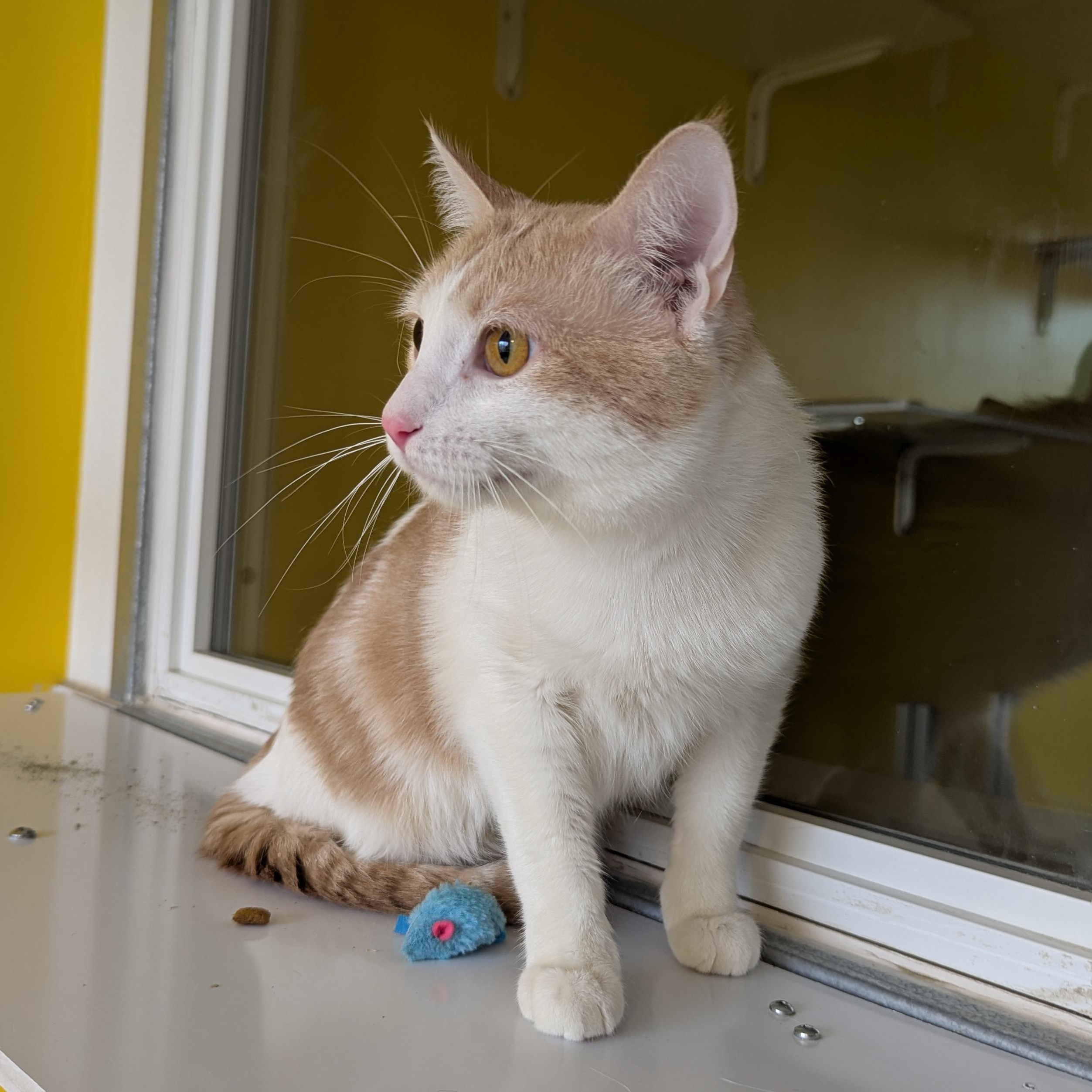 Enlarge Queso, a ADOPTABLE Domestic Short Hair in Morden, MB image 4/4
