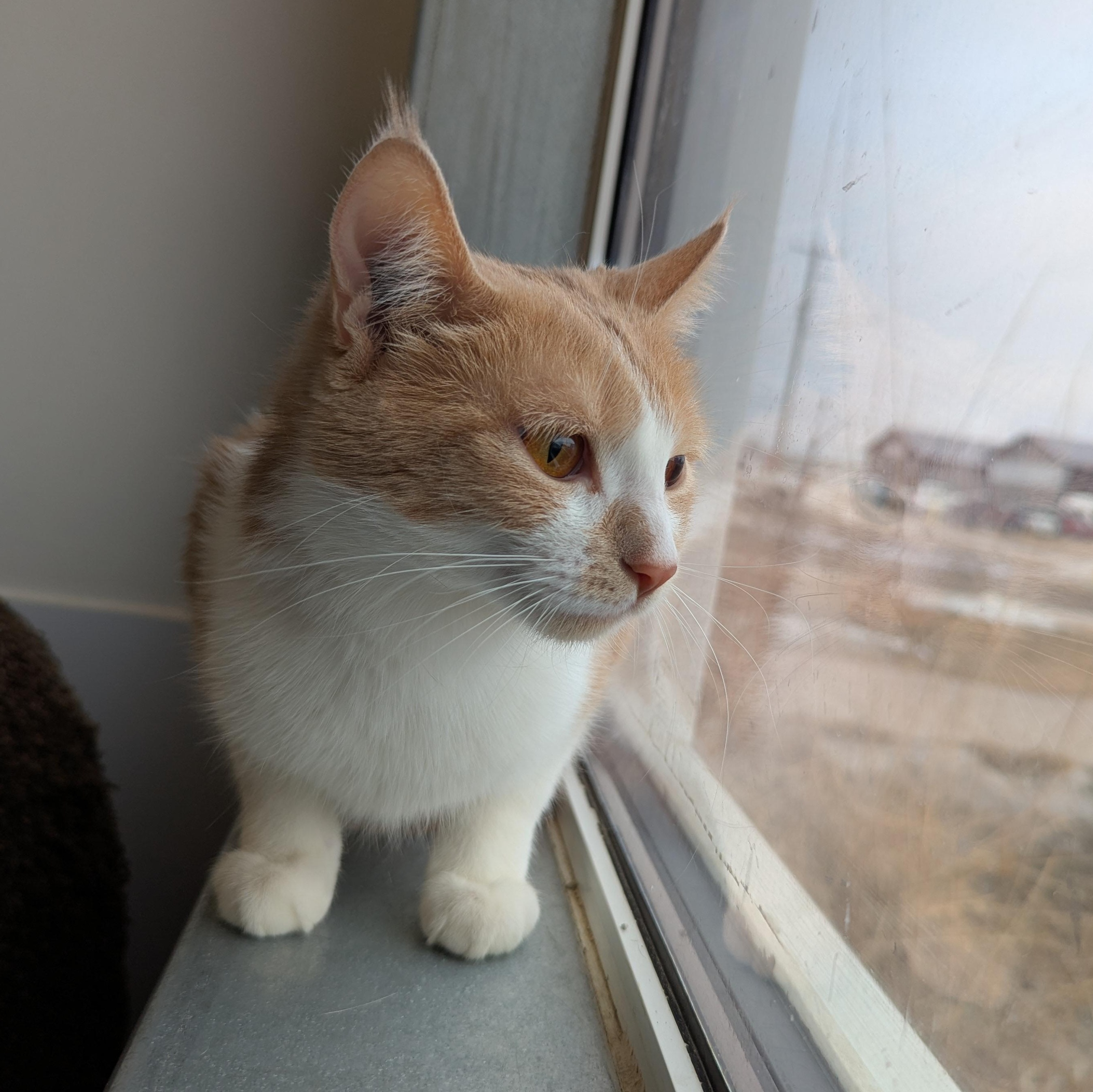 Enlarge Queso, a ADOPTABLE Domestic Short Hair in Morden, MB image 3/4
