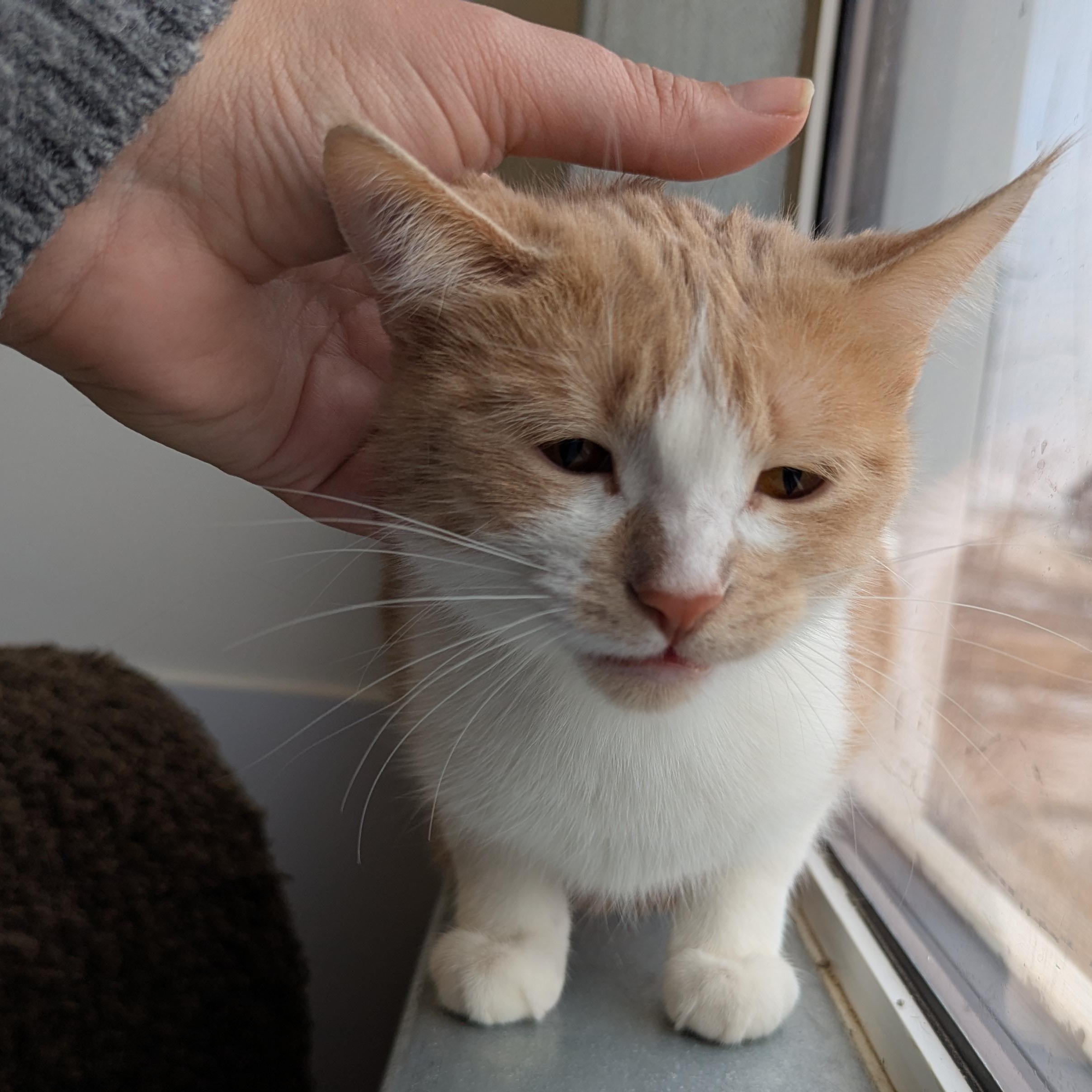 Enlarge Queso, a ADOPTABLE Domestic Short Hair in Morden, MB image 2/4