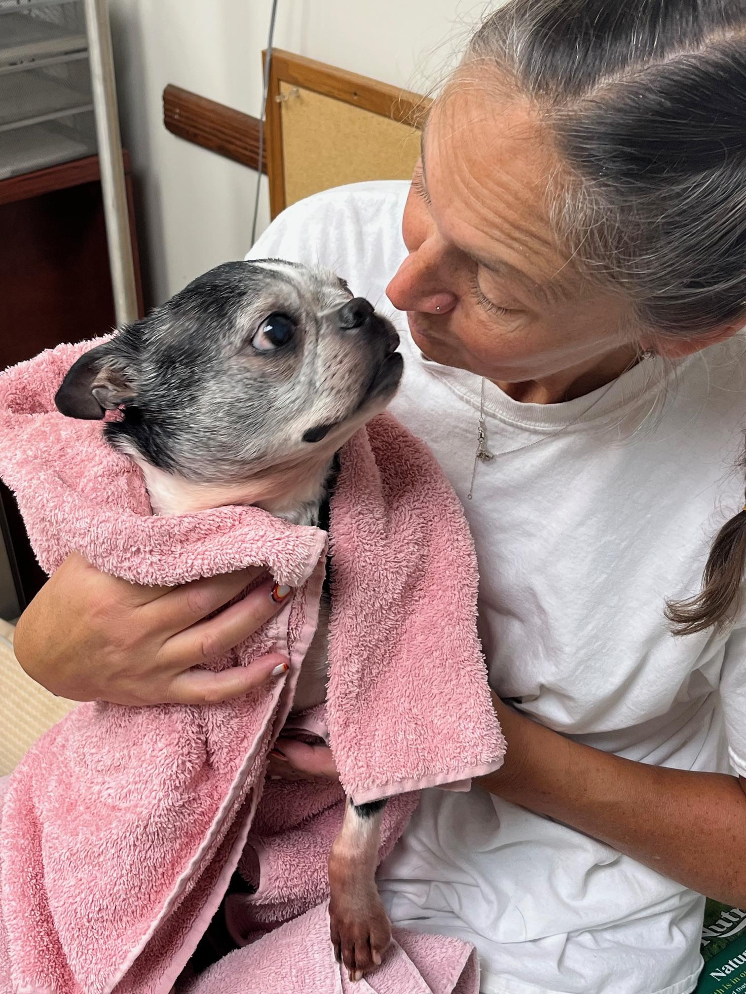 COURTESY POST FOR WASA: GRACIE, Adoptable, Adult Female Boston Terrier.