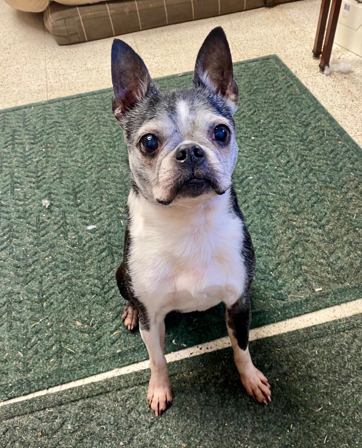 COURTESY POST FOR WASA:  GRACIE