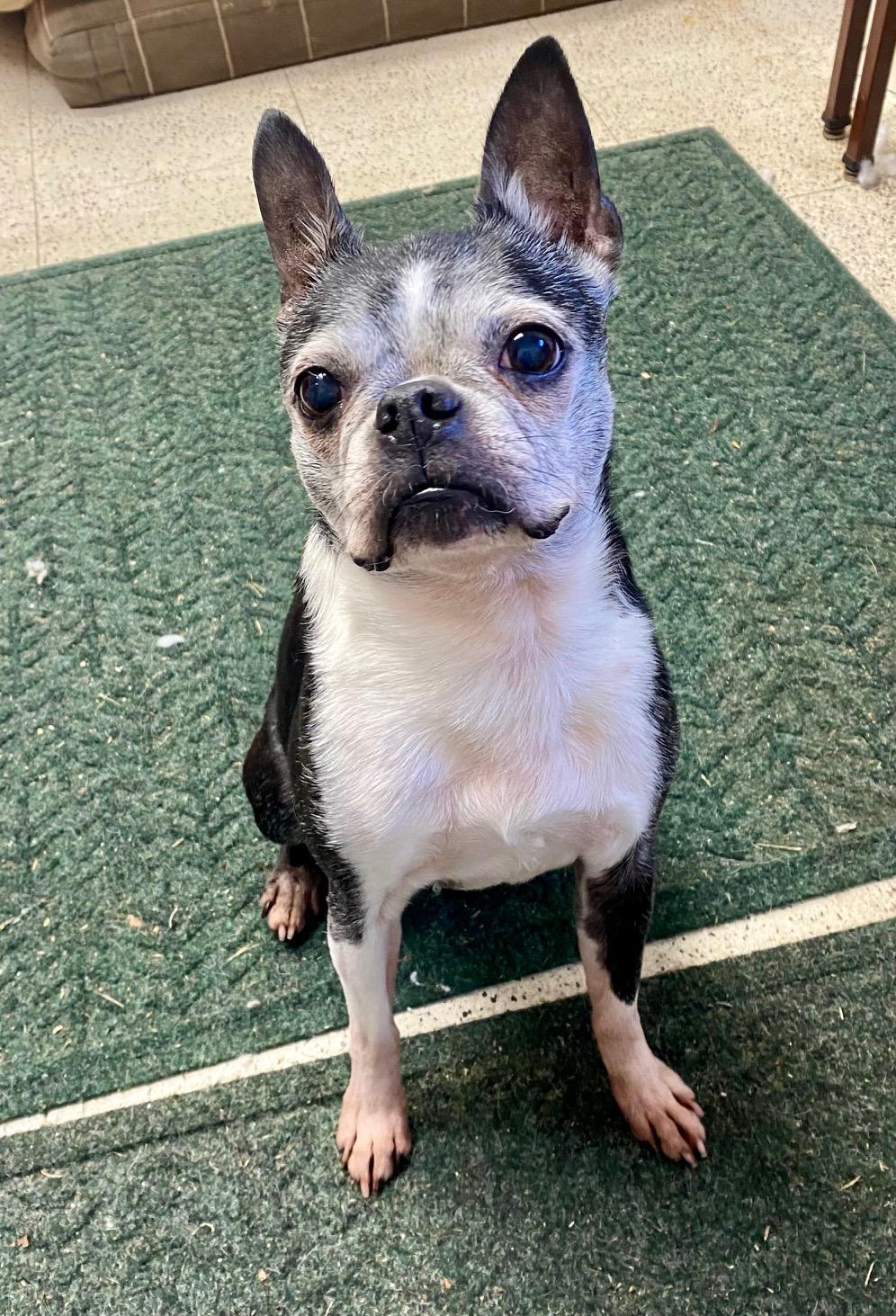 COURTESY POST FOR WASA: GRACIE, a Adoptable Boston Terrier in Westport, CT image 3/3