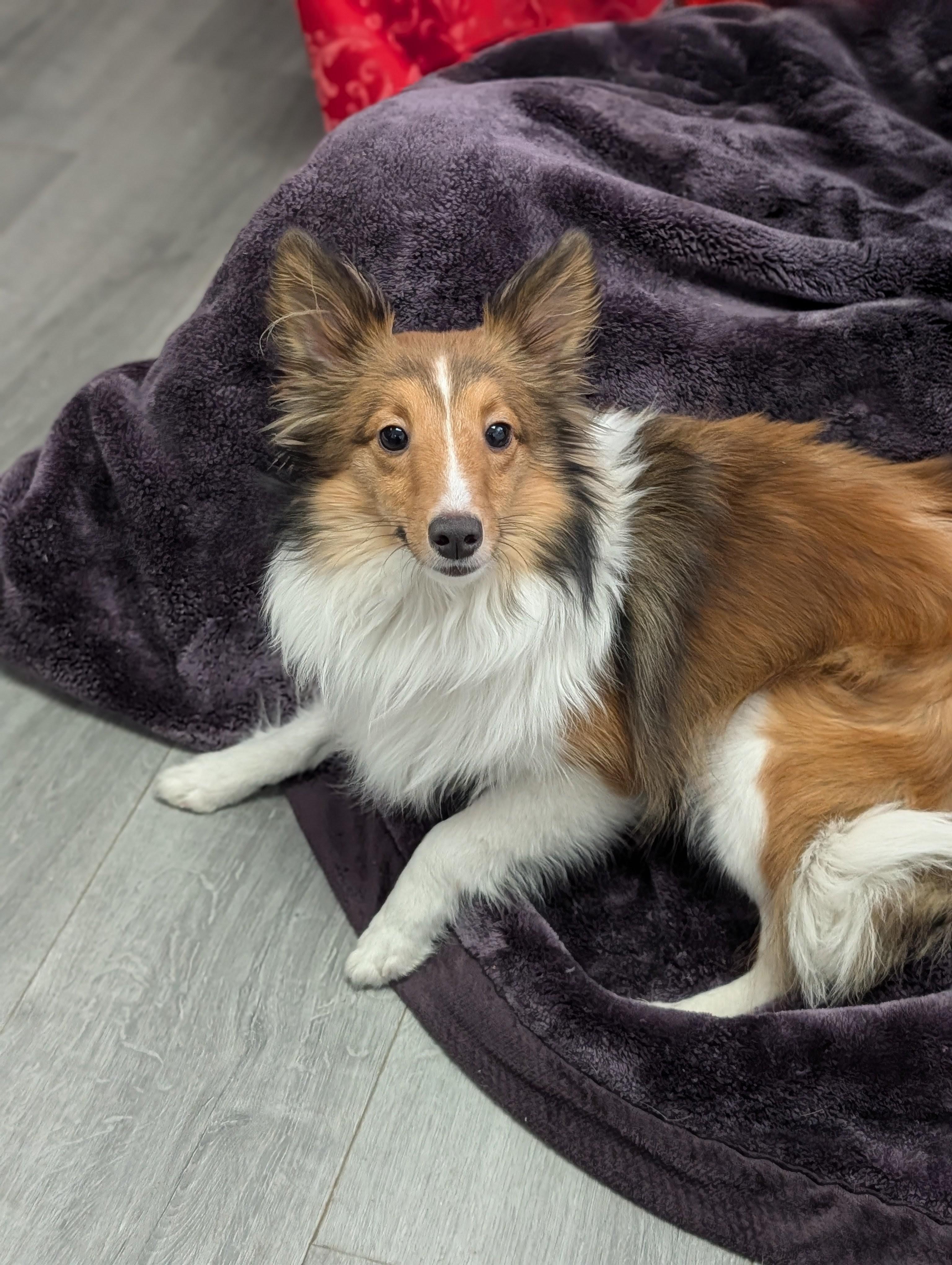 Enlarge Shibu *bonded to Xena*, a Adoptable mixed breed in Plainfield, NJ image 2/3