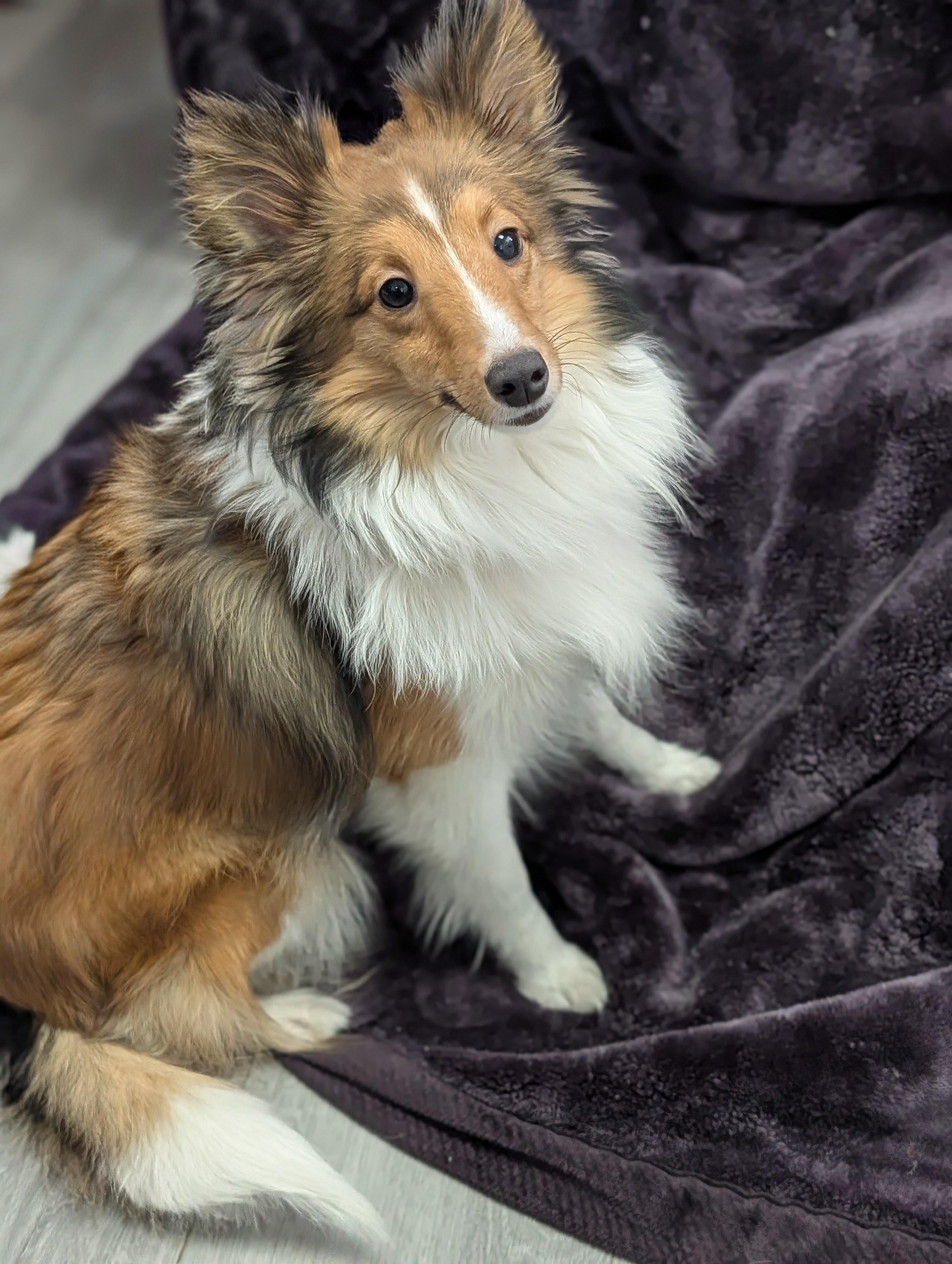 Enlarge Shibu *bonded to Xena*, a Adoptable mixed breed in Plainfield, NJ image 1/3