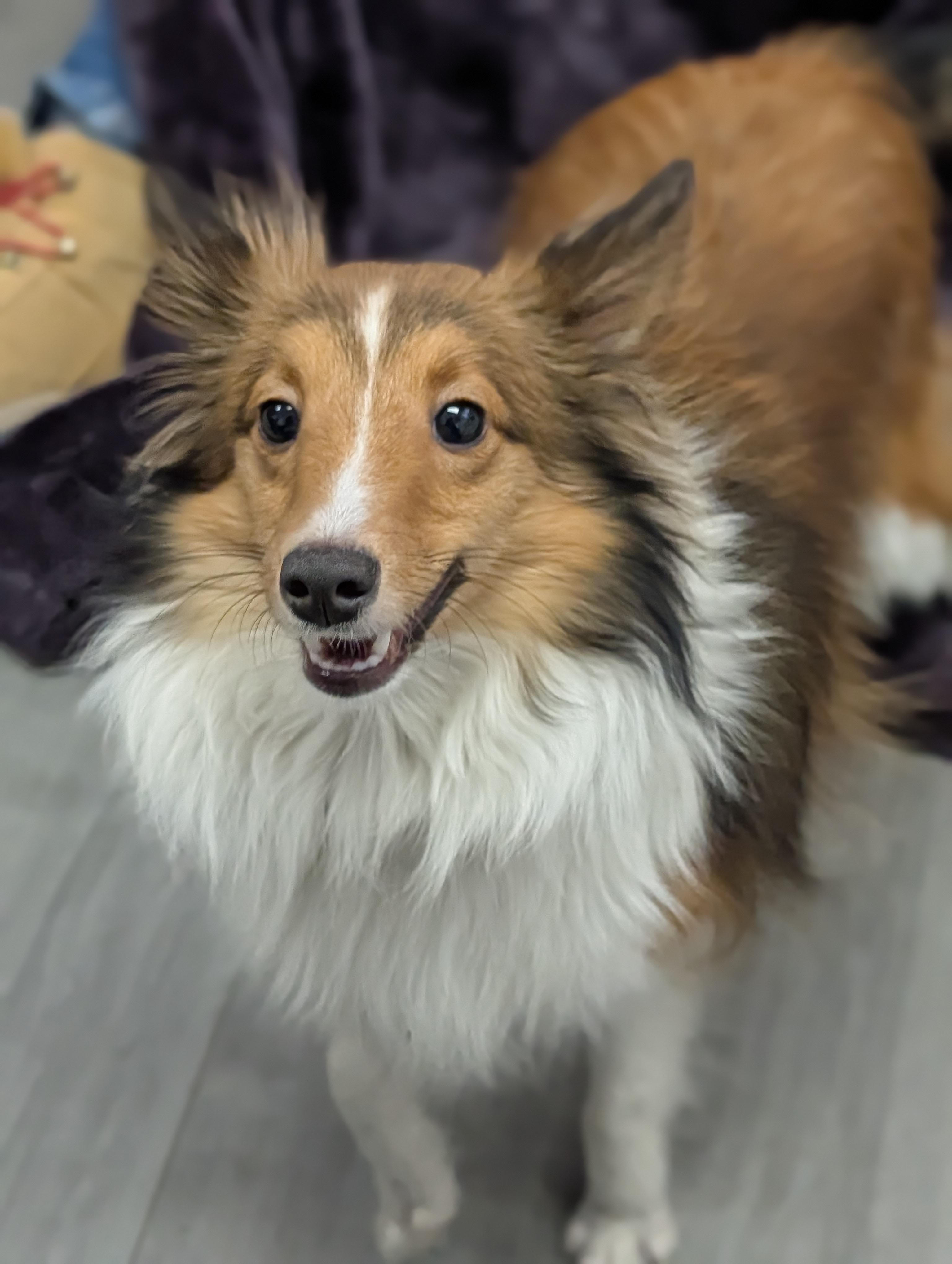 Enlarge Shibu *bonded to Xena*, a Adoptable mixed breed in Plainfield, NJ image 3/3