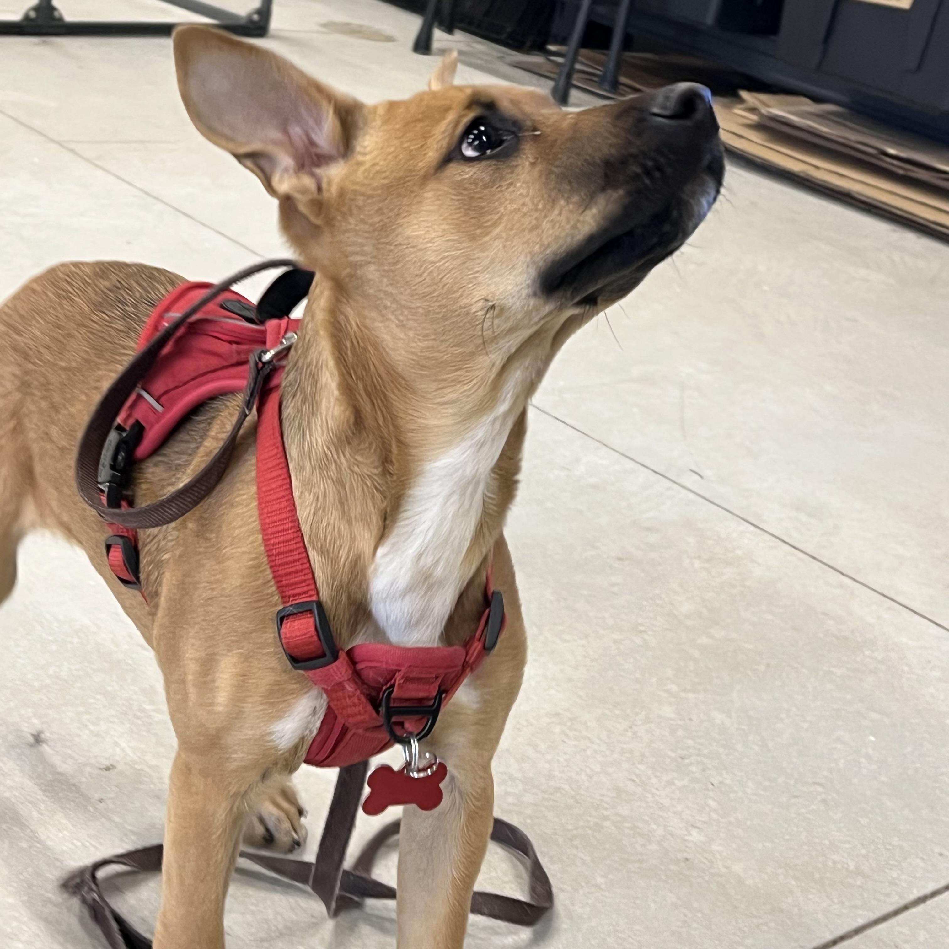 Enlarge Rosey, a ADOPTABLE mixed breed in Prior Lake, MN image 4/6