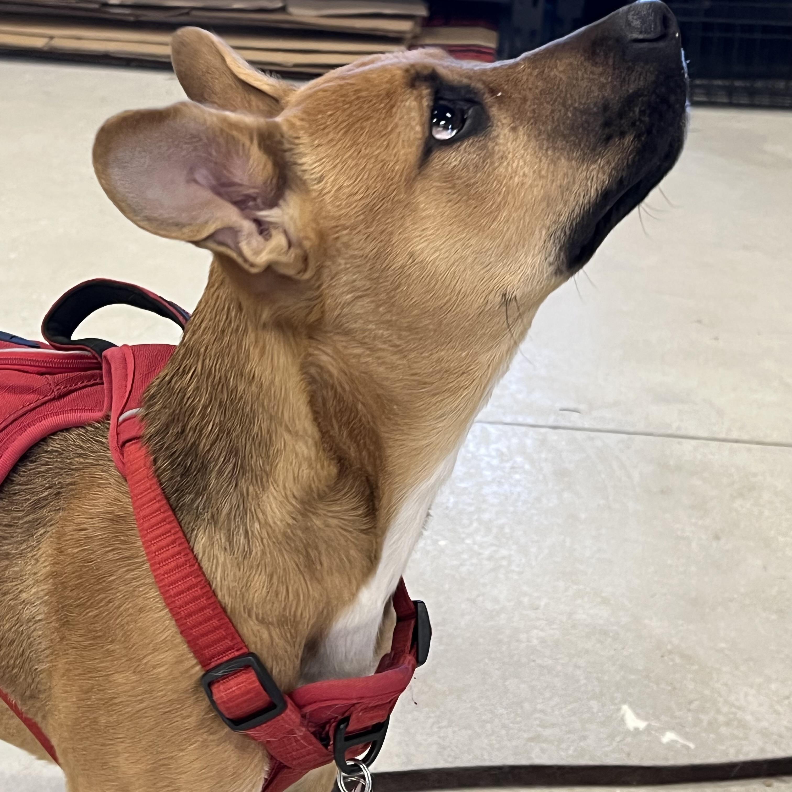 Enlarge Rosey, a ADOPTABLE mixed breed in Prior Lake, MN image 5/6