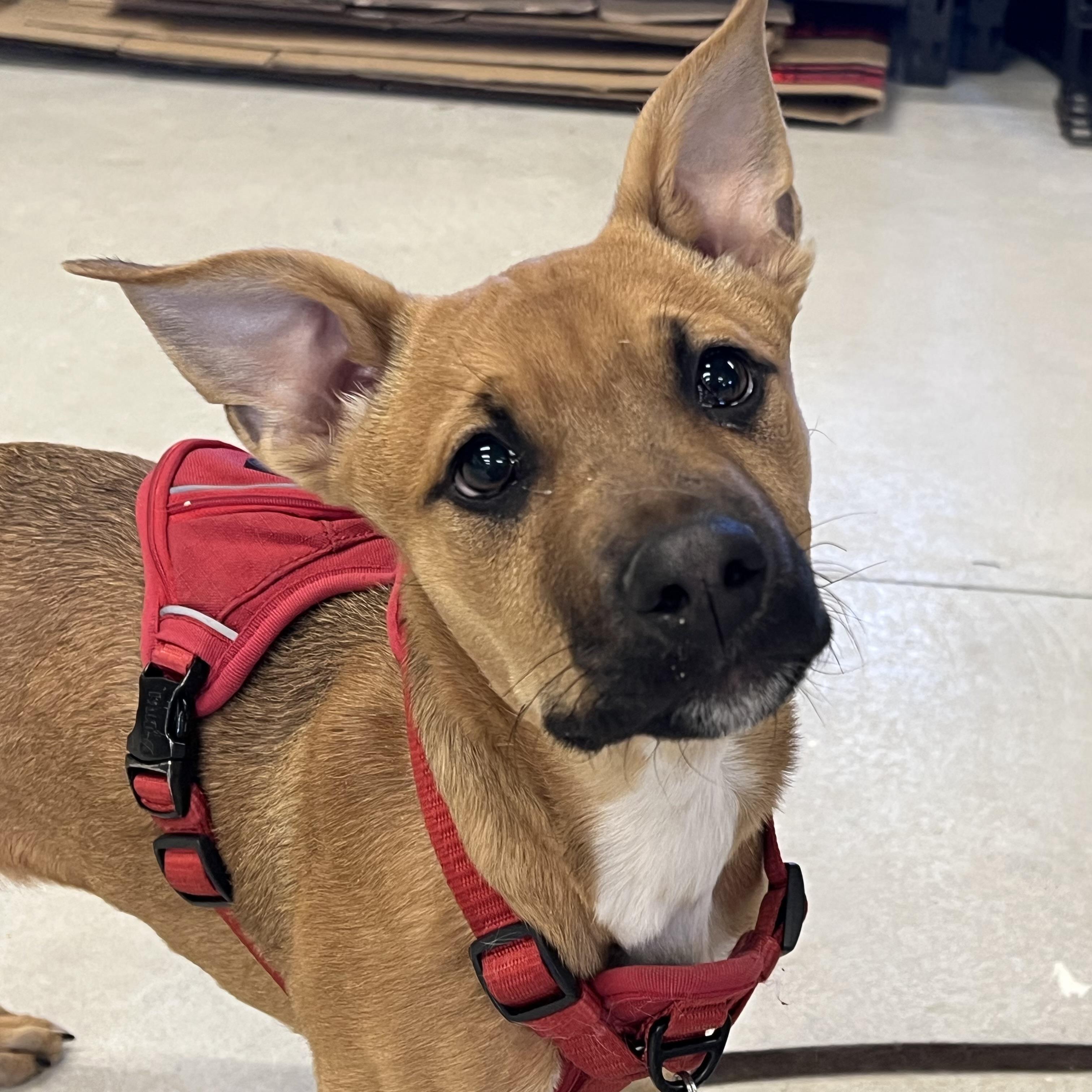 Enlarge Rosey, a ADOPTABLE mixed breed in Prior Lake, MN image 6/6
