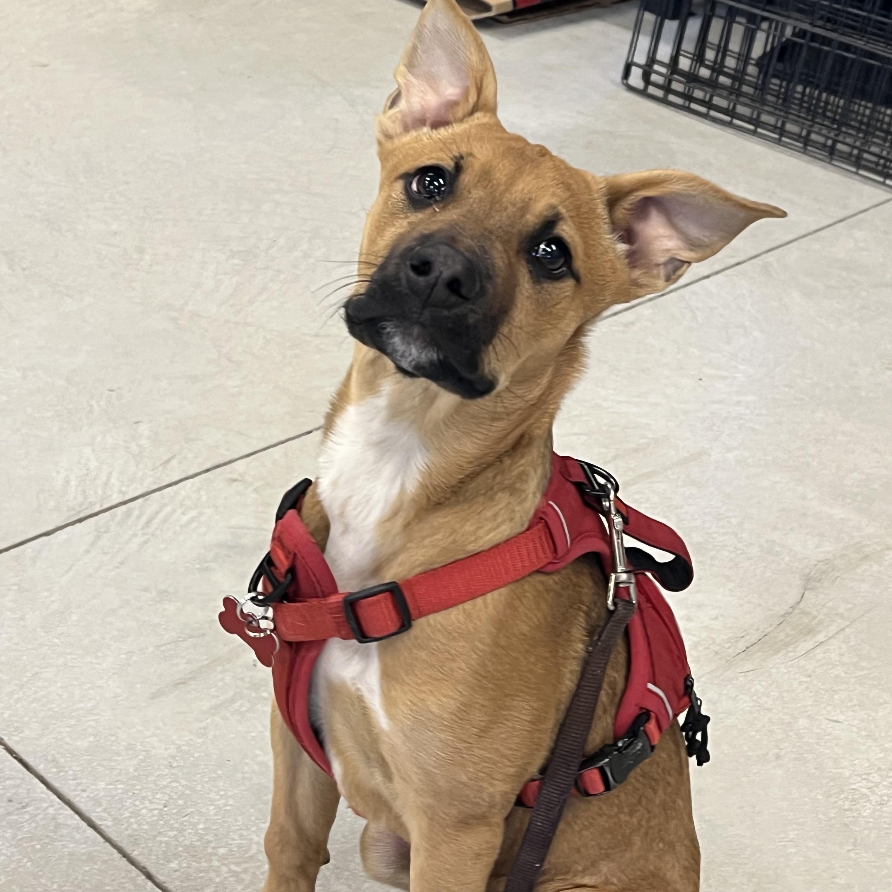 Enlarge Rosey, a ADOPTABLE mixed breed in Prior Lake, MN image 3/6