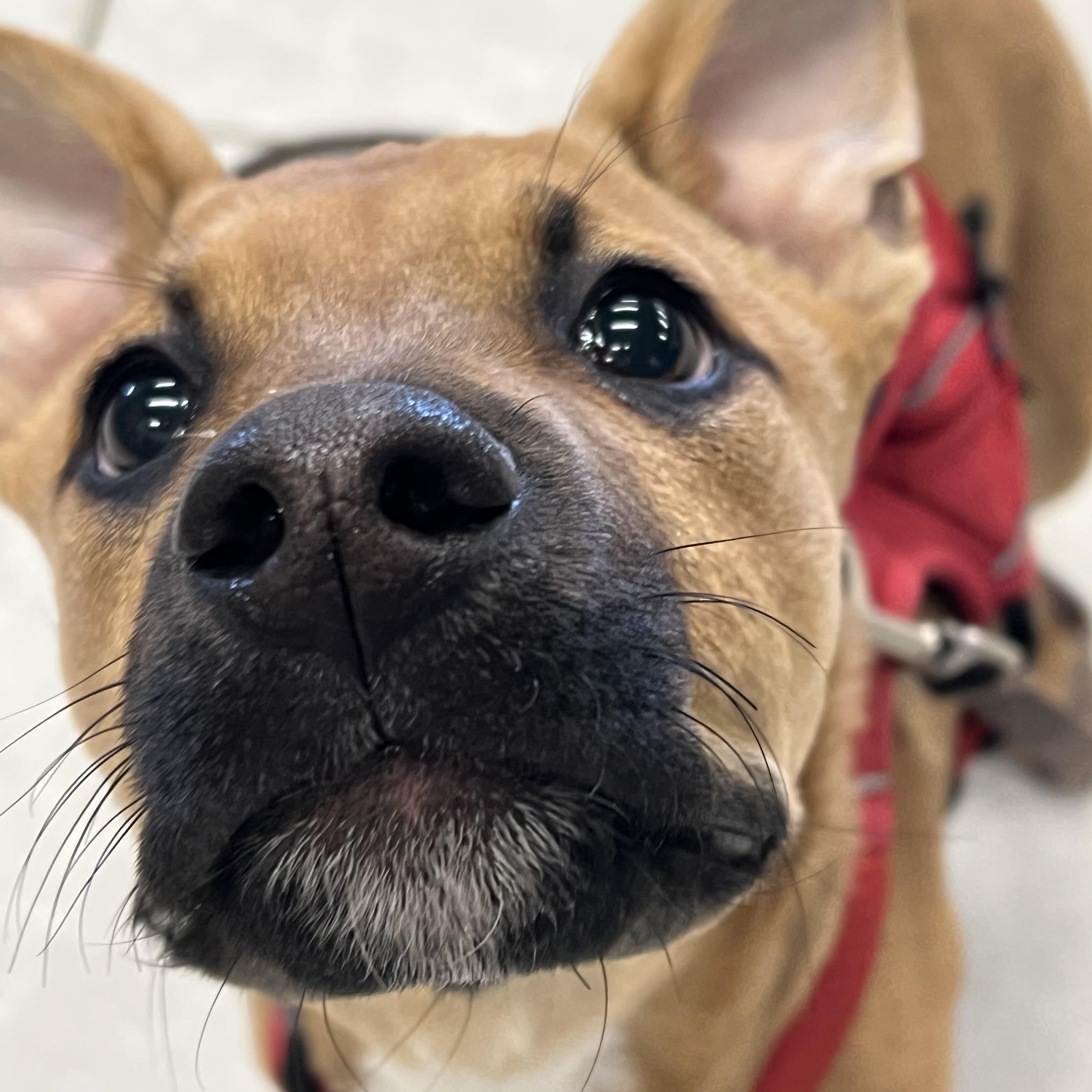 Enlarge Rosey, a ADOPTABLE mixed breed in Prior Lake, MN image 2/6