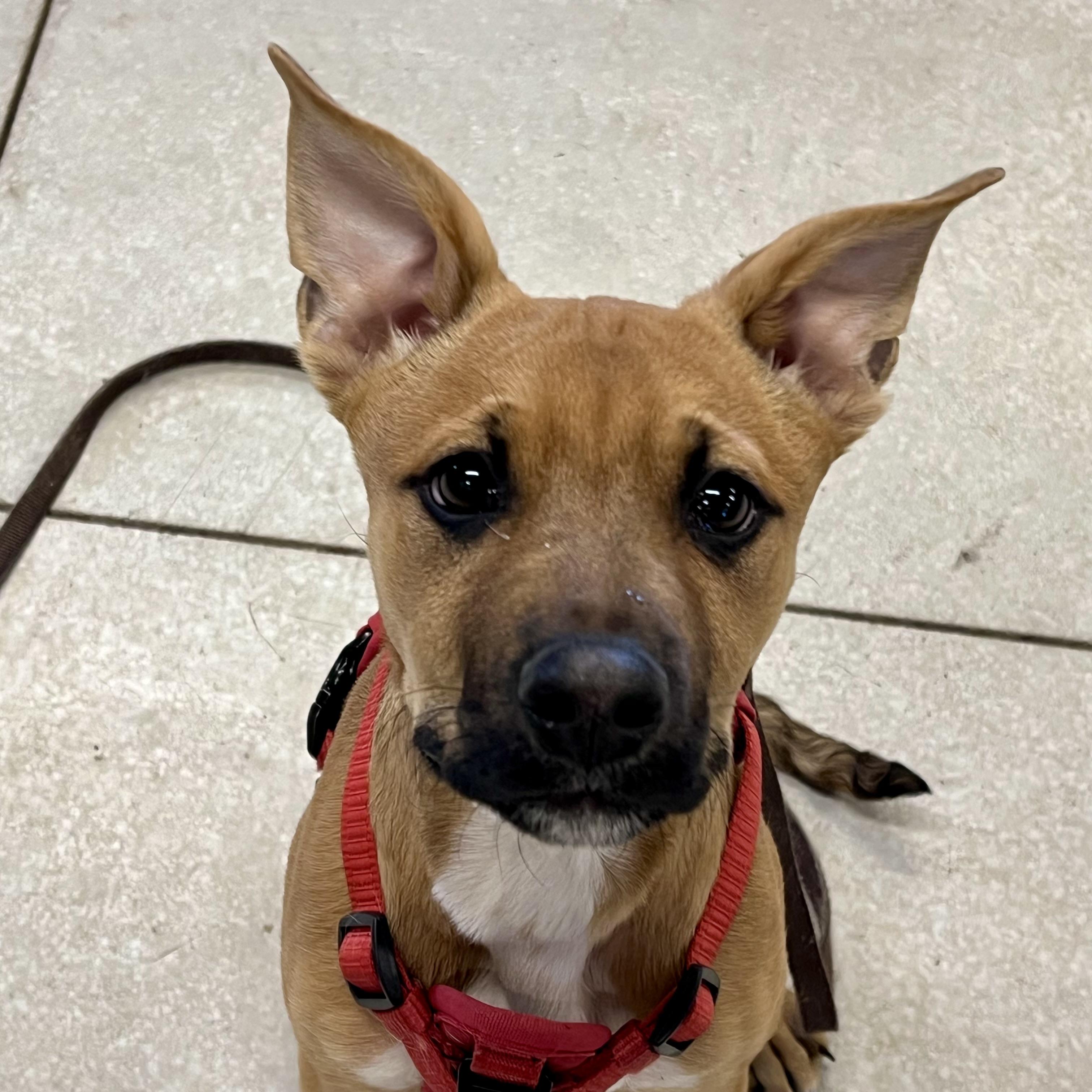 Rosey, ADOPTABLE, Puppy Female Mixed Breed.