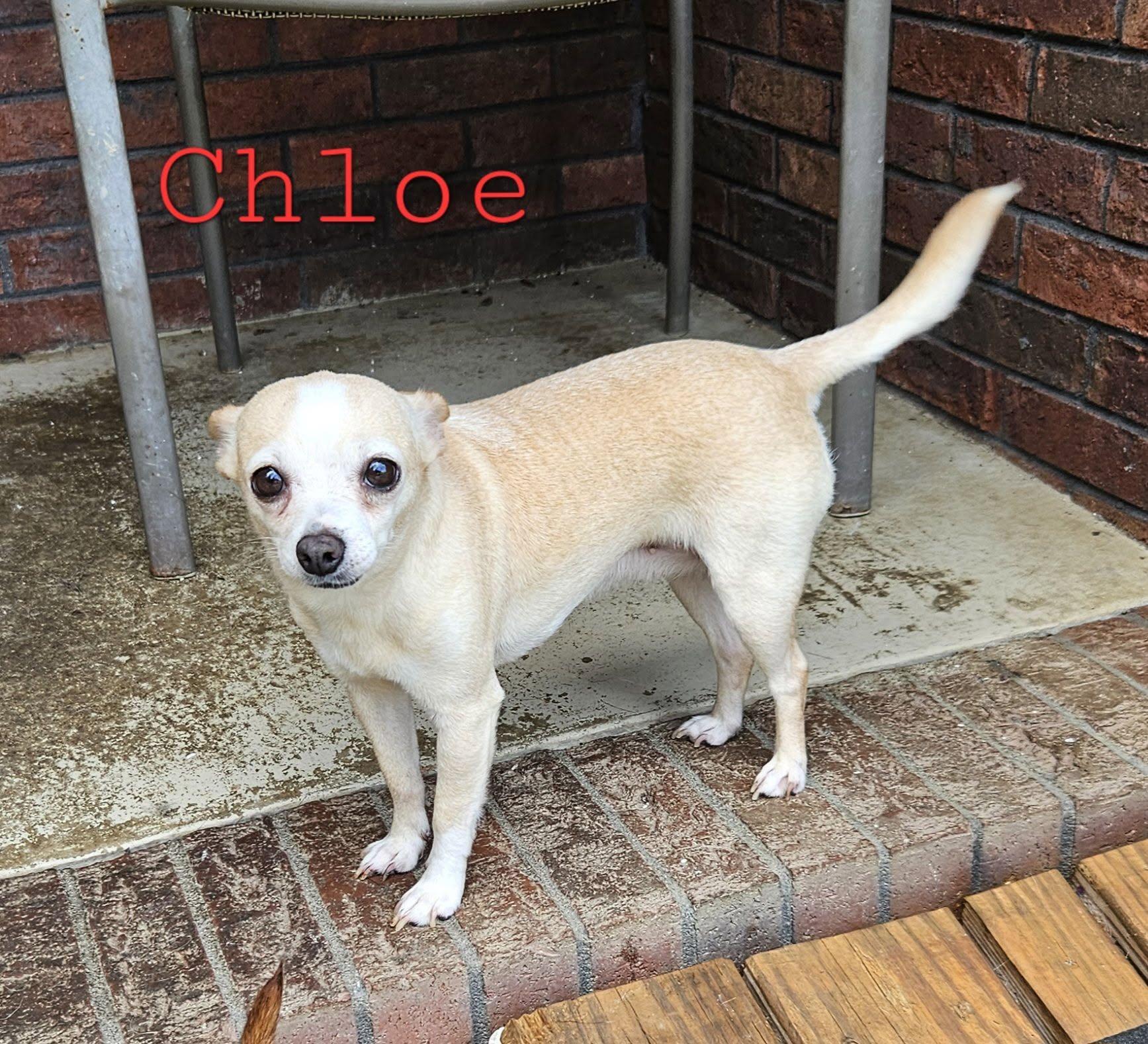 Enlarge Chloe, a ADOPTABLE mixed breed in Mount Pleasant, NC image 1/1