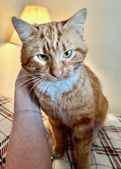 Enlarge Arthur, a Adoptable mixed breed in Tustin, CA image 3/4