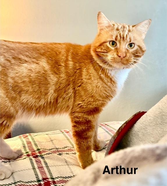 Enlarge Arthur, a Adoptable mixed breed in Tustin, CA image 4/4