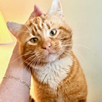 Enlarge Arthur, a Adoptable mixed breed in Tustin, CA image 1/4
