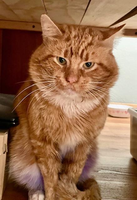 Enlarge Arthur, a Adoptable mixed breed in Tustin, CA image 2/4