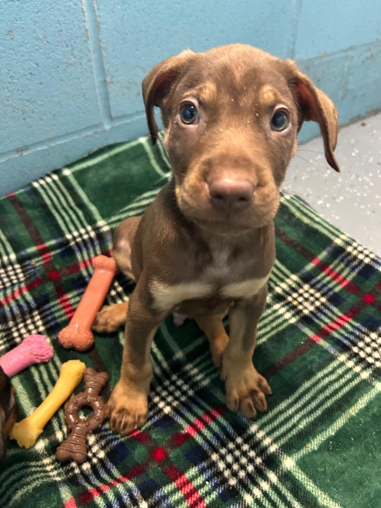 Enzo, Adoptable, Puppy Male Labrador Retriever & Mixed Breed.