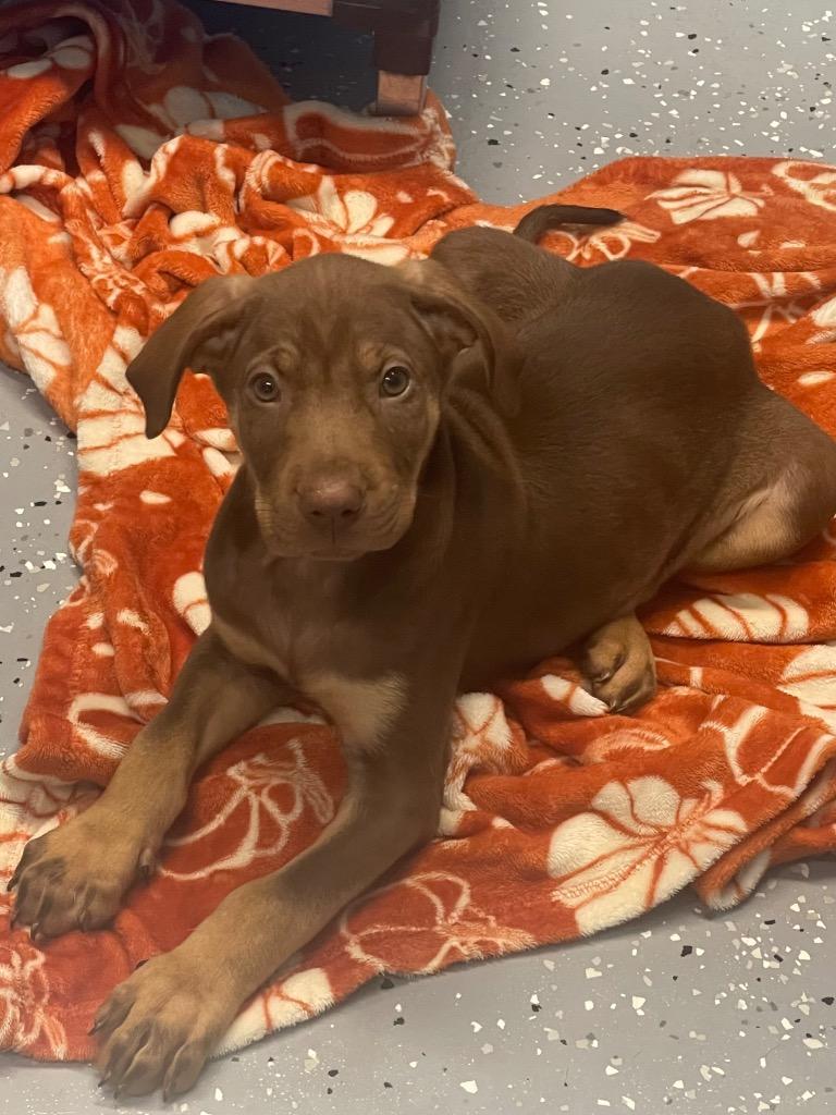 Enlarge Enzo, a Adoptable mixed breed in Seven Points, TX image 2/4