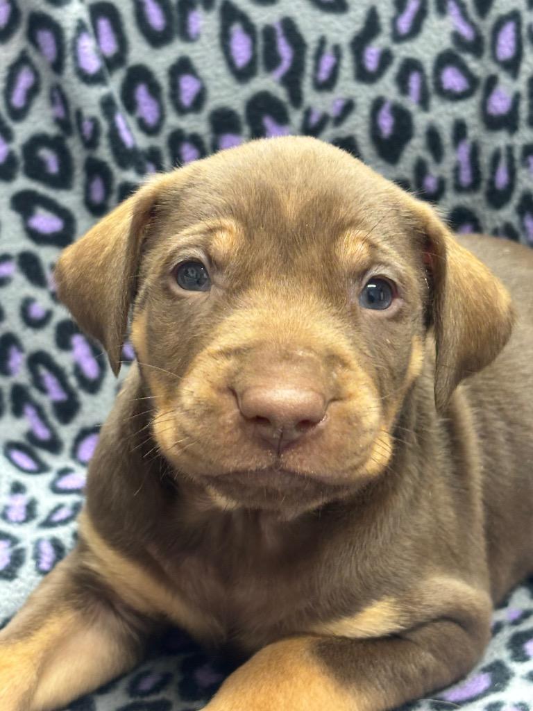 Enzo, a Adoptable mixed breed in Seven Points, TX image 2/3